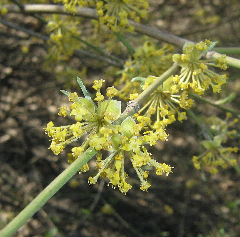 Image of Cornus mas specimen.