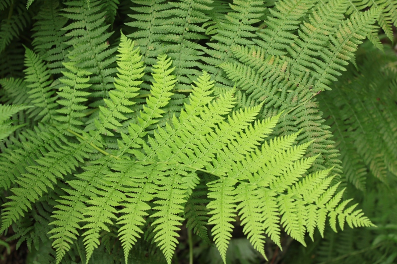 Image of Athyrium monomachii specimen.