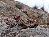 Opuntia phaeacantha variety camanchica