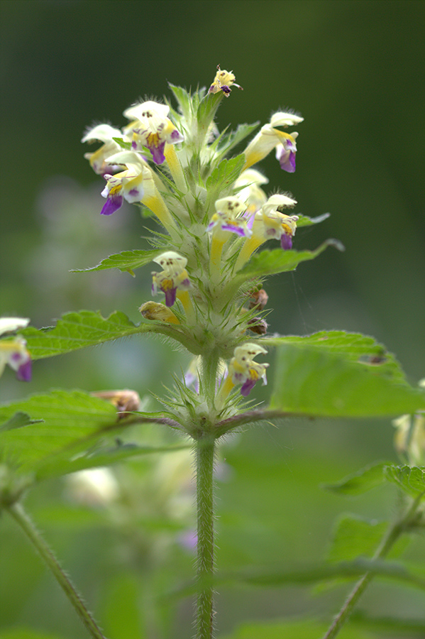 Image of Galeopsis speciosa specimen.