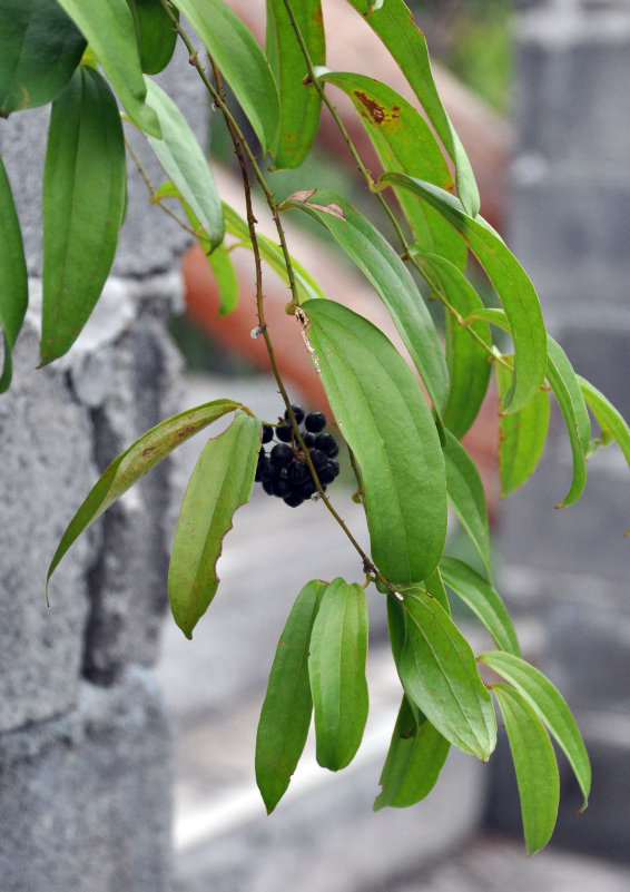 Image of Smilax lanceifolia specimen.