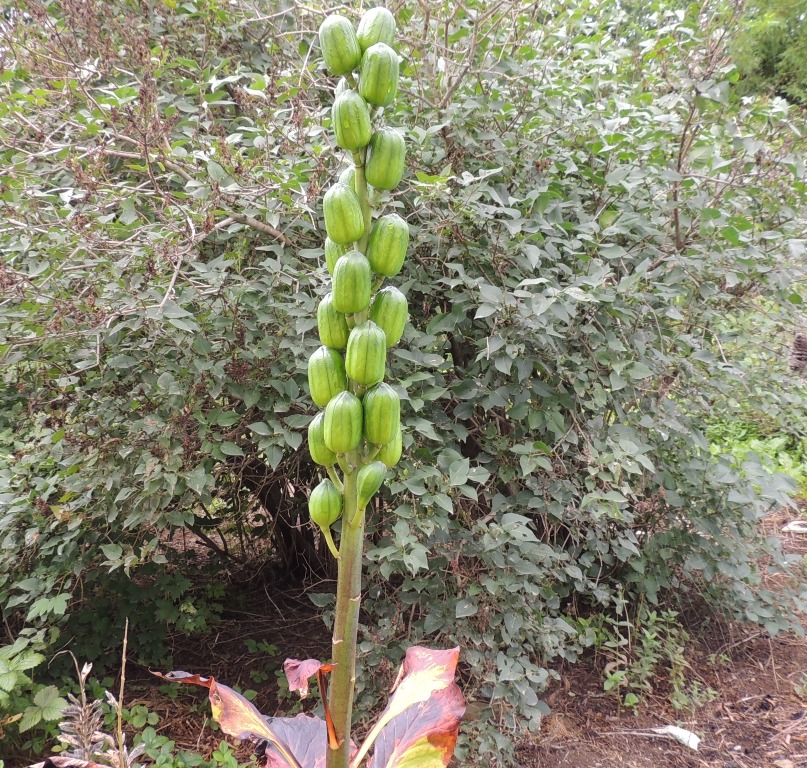 Image of Cardiocrinum cordatum specimen.