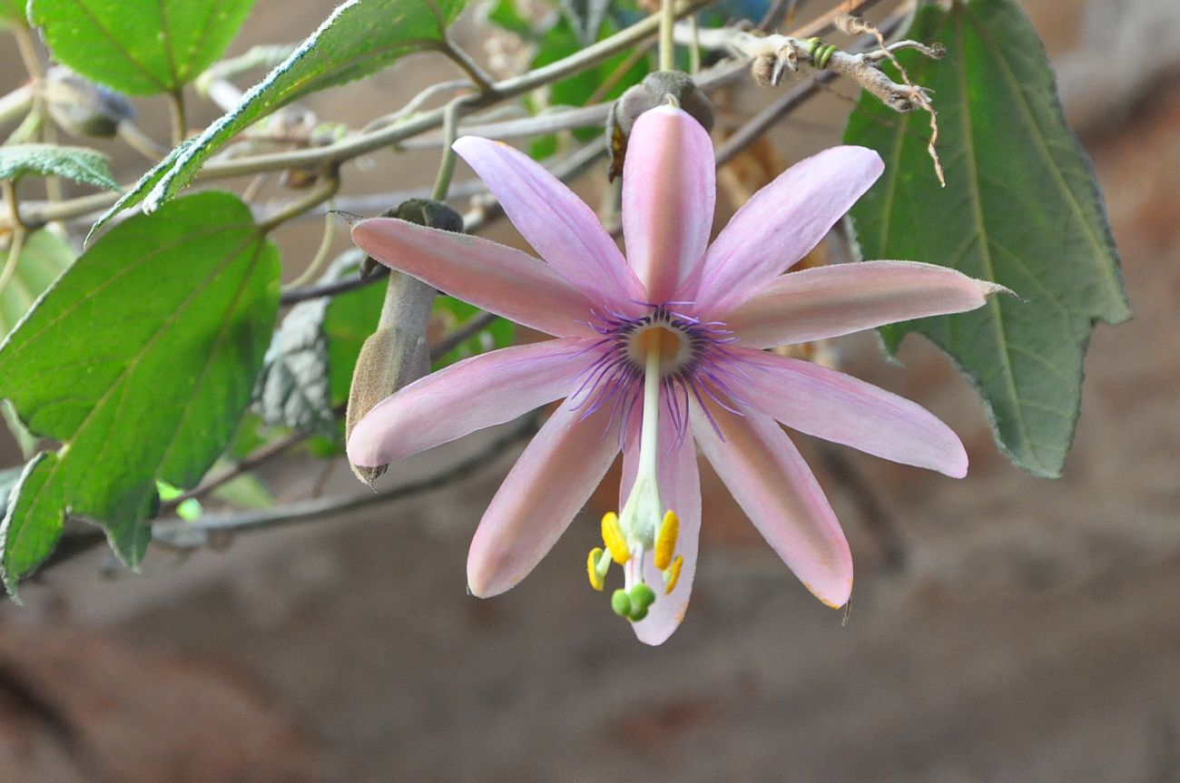 Image of genus Passiflora specimen.