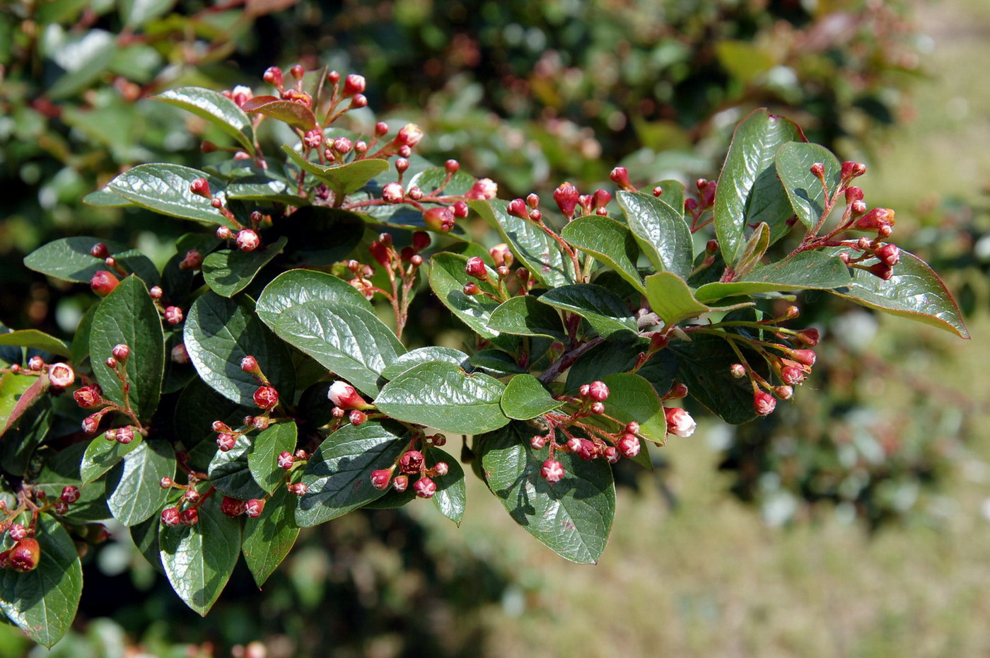 Изображение особи Cotoneaster lucidus.