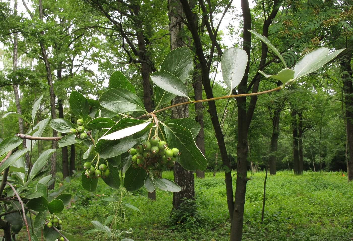 Изображение особи Sorbus sudetica.