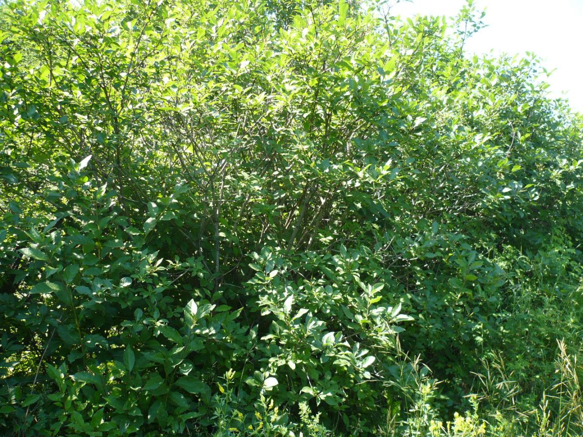 Image of genus Syringa specimen.