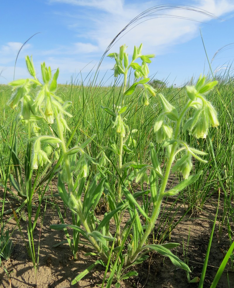 Изображение особи Onosma gmelinii.