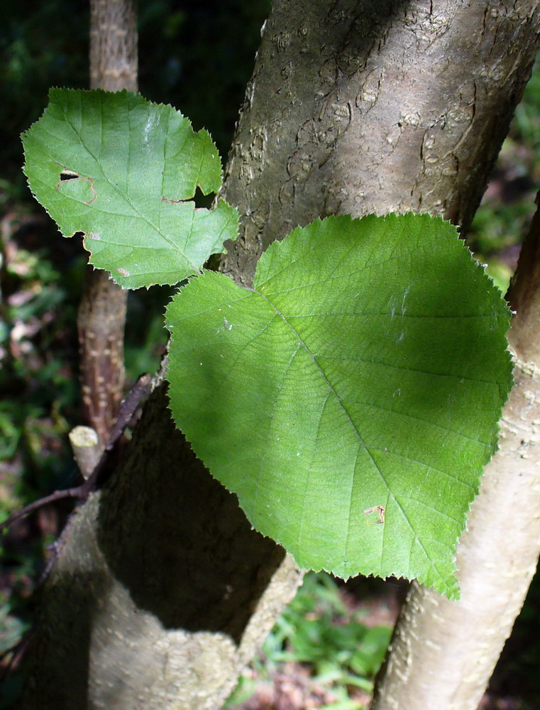 Изображение особи Corylus avellana.