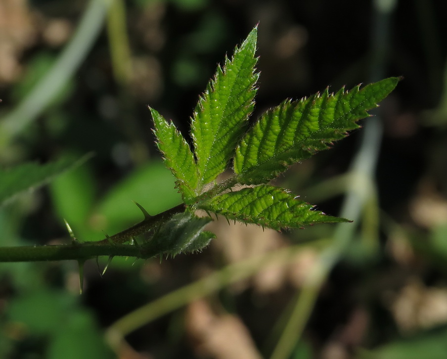 Image of Rubus procerus specimen.