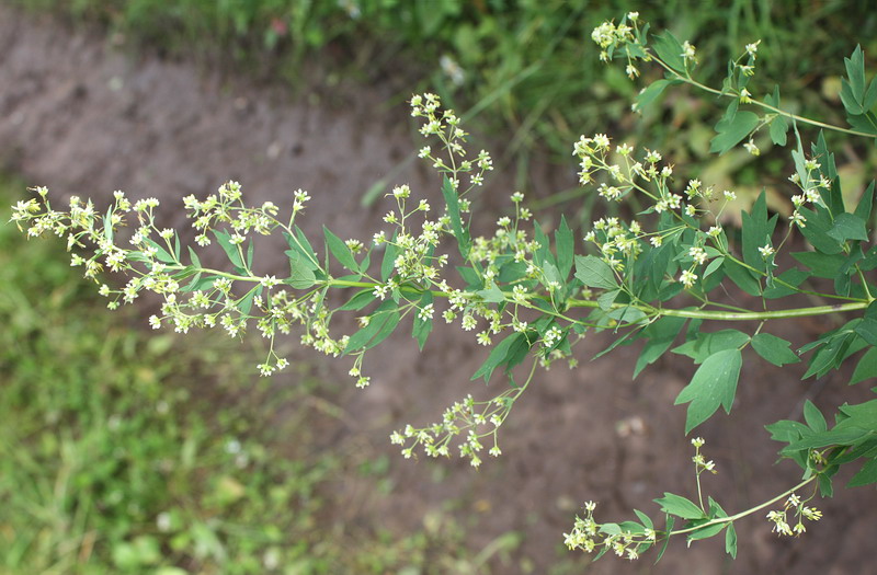 Изображение особи Thalictrum simplex.