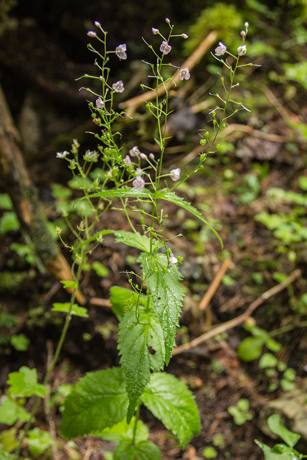 Image of Veronica urticifolia specimen.