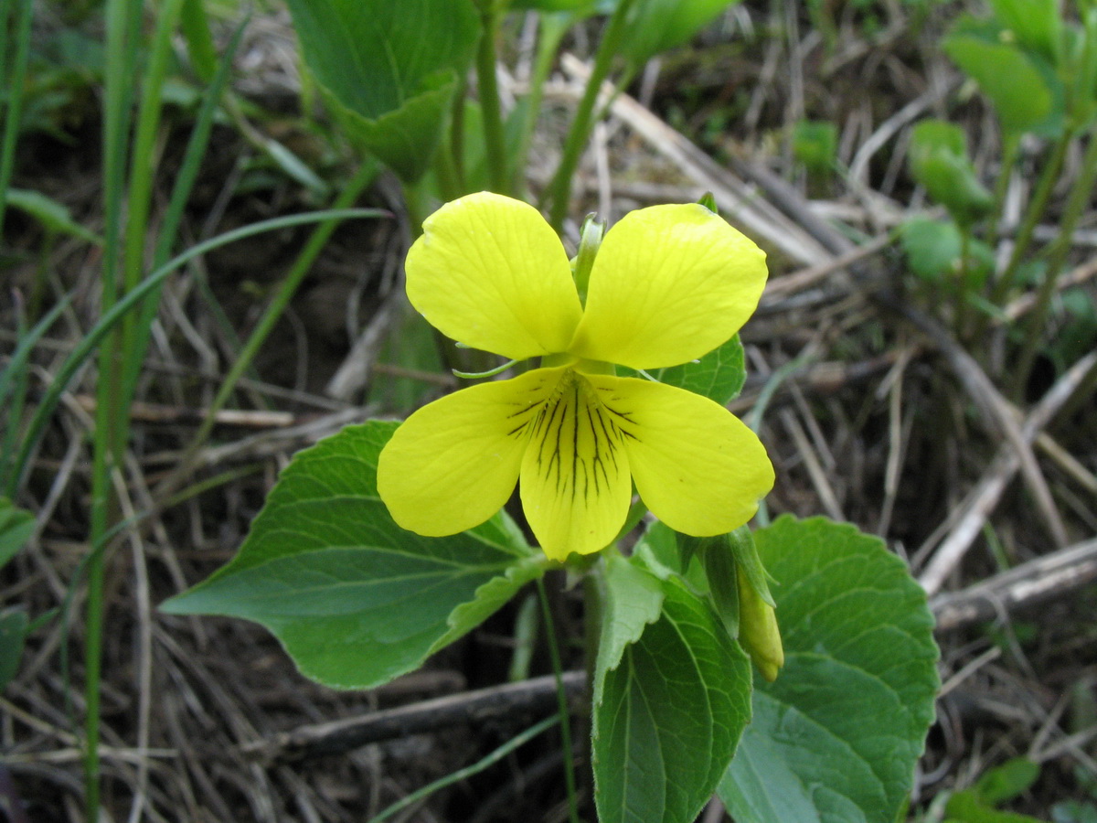 Изображение особи Viola acutifolia.