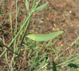 Chondrilla latifolia