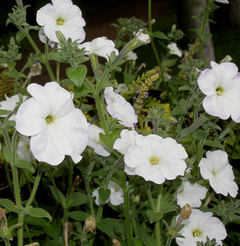 Image of Petunia axillaris specimen.