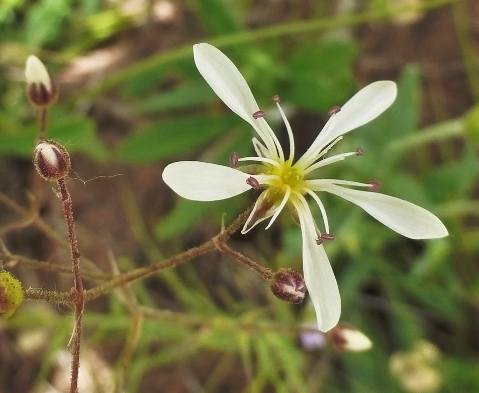 Изображение особи Eremogone cucubaloides.