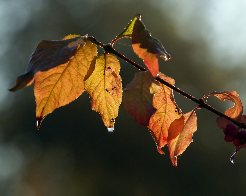 Image of Euonymus europaeus specimen.