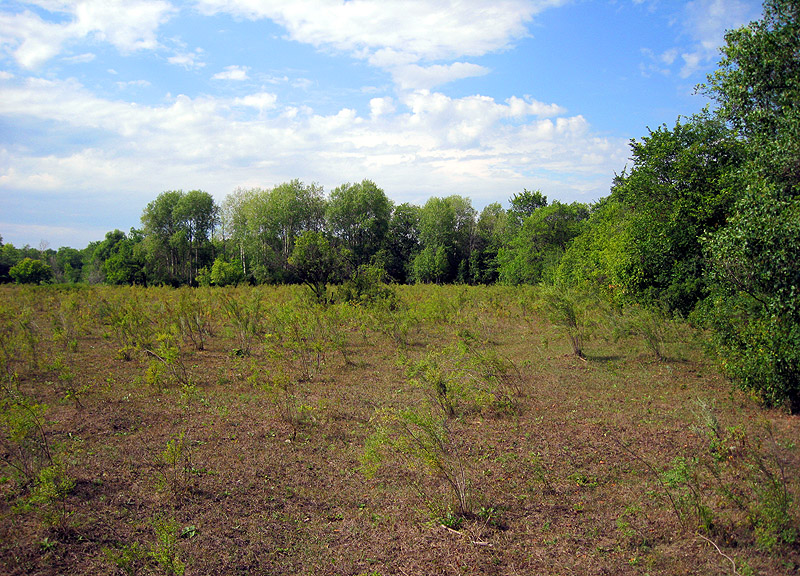 Image of Spiraea crenata specimen.