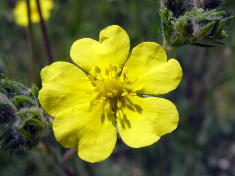 Image of Potentilla pedata specimen.