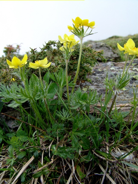 Image of Anemonastrum speciosum specimen.