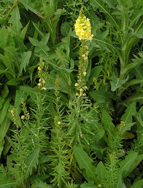 Изображение особи Linaria vulgaris.