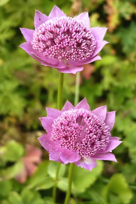 Image of Astrantia maxima specimen.