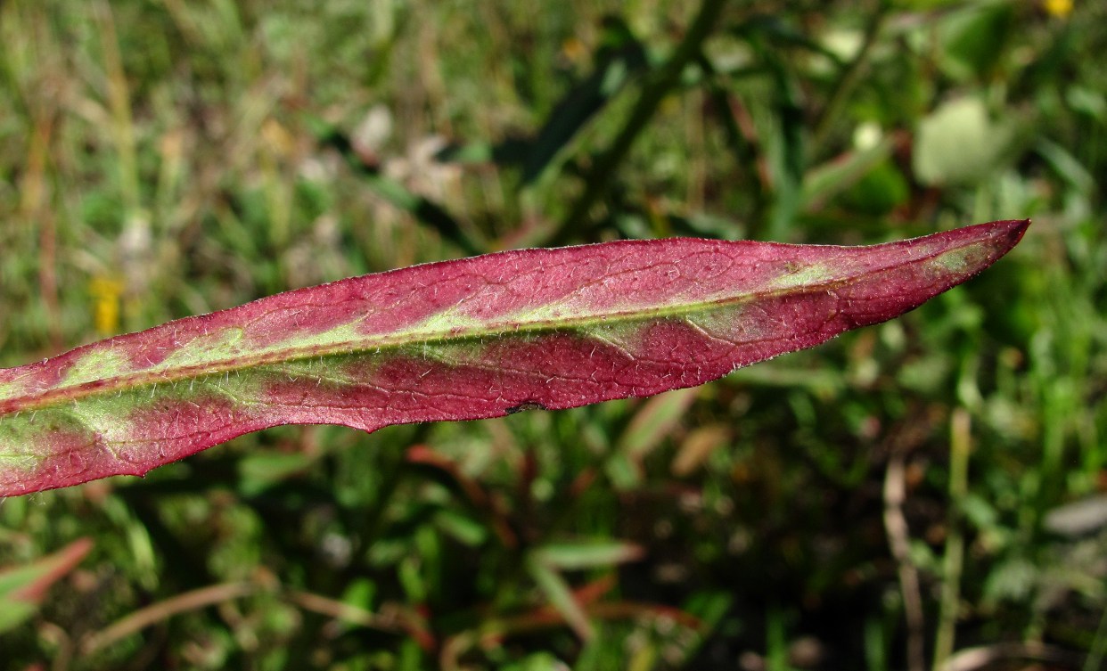 Image of Hieracium umbellatum specimen.