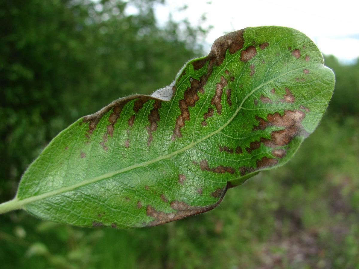 Image of Salix cinerea specimen.