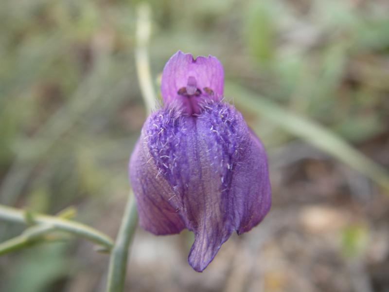 Image of Dodartia orientalis specimen.