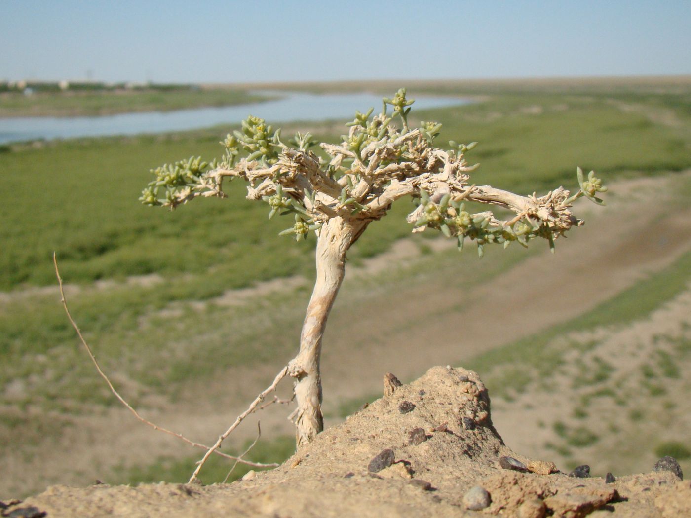 Image of genus Arthrophytum specimen.