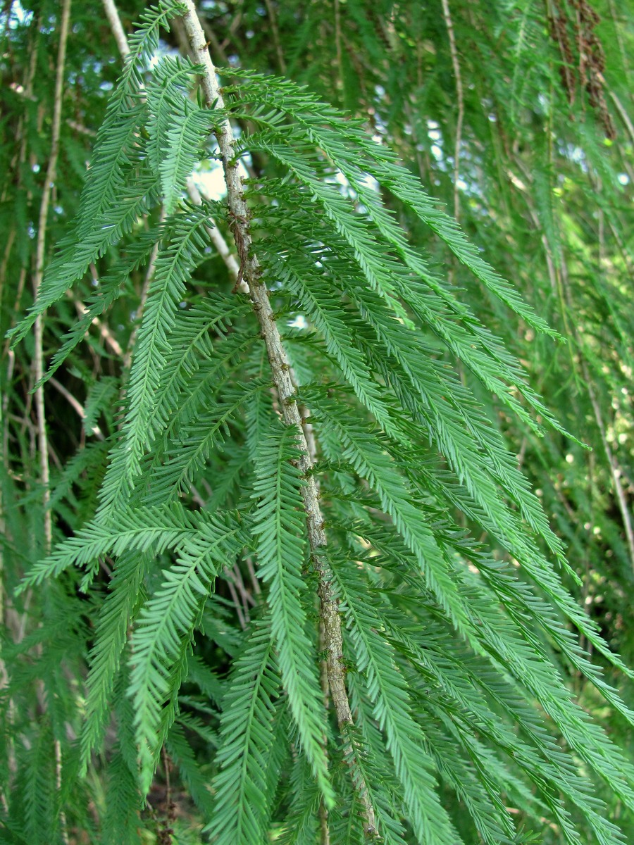 Image of Taxodium distichum specimen.