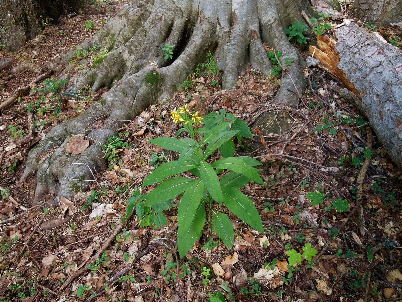 Image of Senecio propinquus specimen.