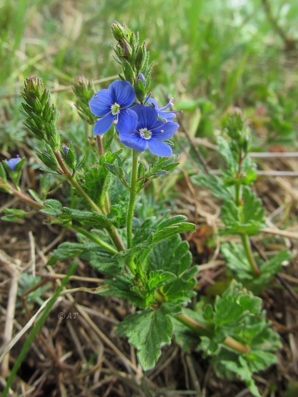 Image of Veronica chamaedrys specimen.