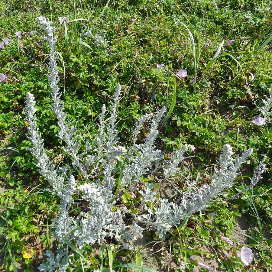 Image of Artemisia stelleriana specimen.