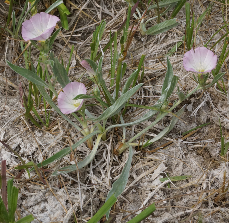 Image of Convolvulus lineatus specimen.