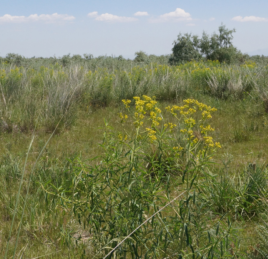 Image of Euphorbia soongarica specimen.