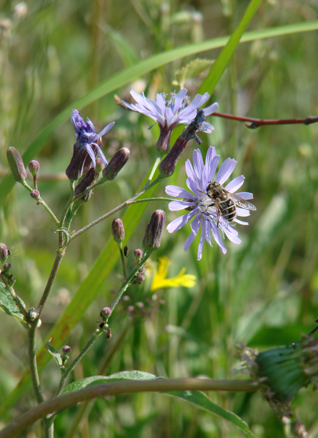 Изображение особи Lactuca sibirica.