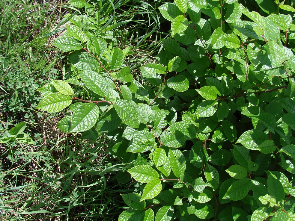 Image of genus Padus specimen.