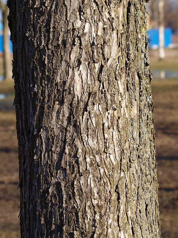 Image of Ulmus laevis specimen.