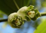 Polygonatum glaberrimum. Цветки. Республика Адыгея, г. Майкоп, южная окраина города, дубово-грабово-буковый лес. 17.04.2016.