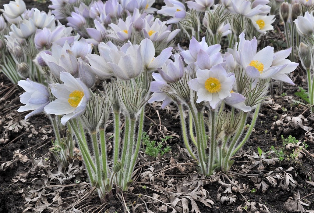 Image of Pulsatilla patens specimen.