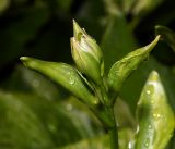 Hosta albomarginata. Верхушка побега с формирующимся соцветием. Московская обл., Раменский р-н, окр. дер. Хрипань, садовый участок. 04.06.2016.