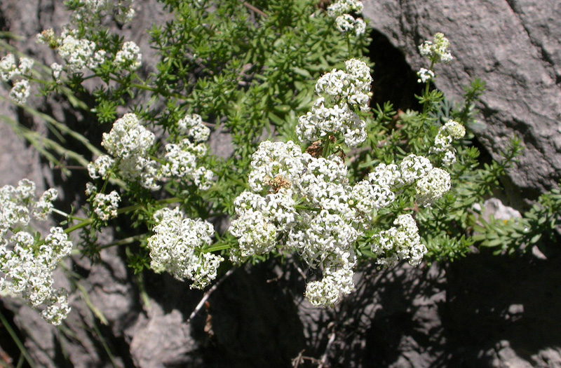 Изображение особи Galium mollugo.