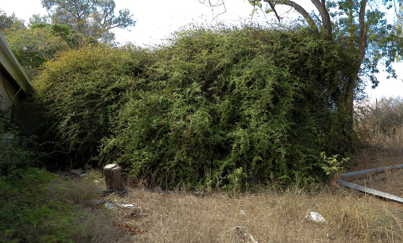 Image of Plumbago auriculata specimen.