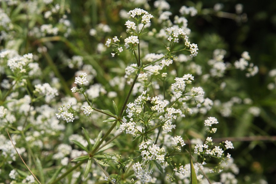 Image of Galium rivale specimen.