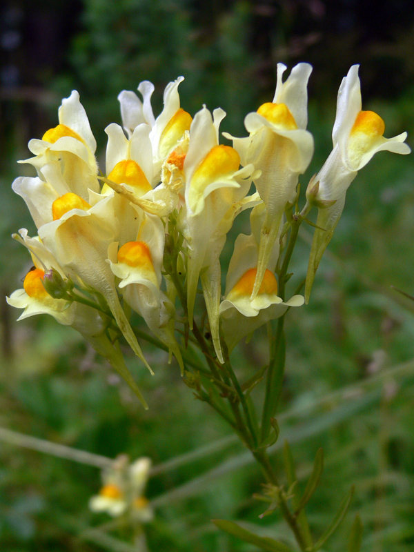 Изображение особи Linaria vulgaris.