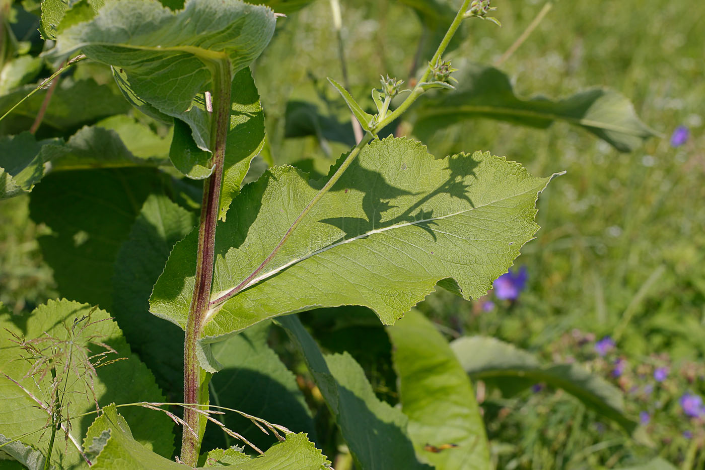 Image of Inula helenium specimen.