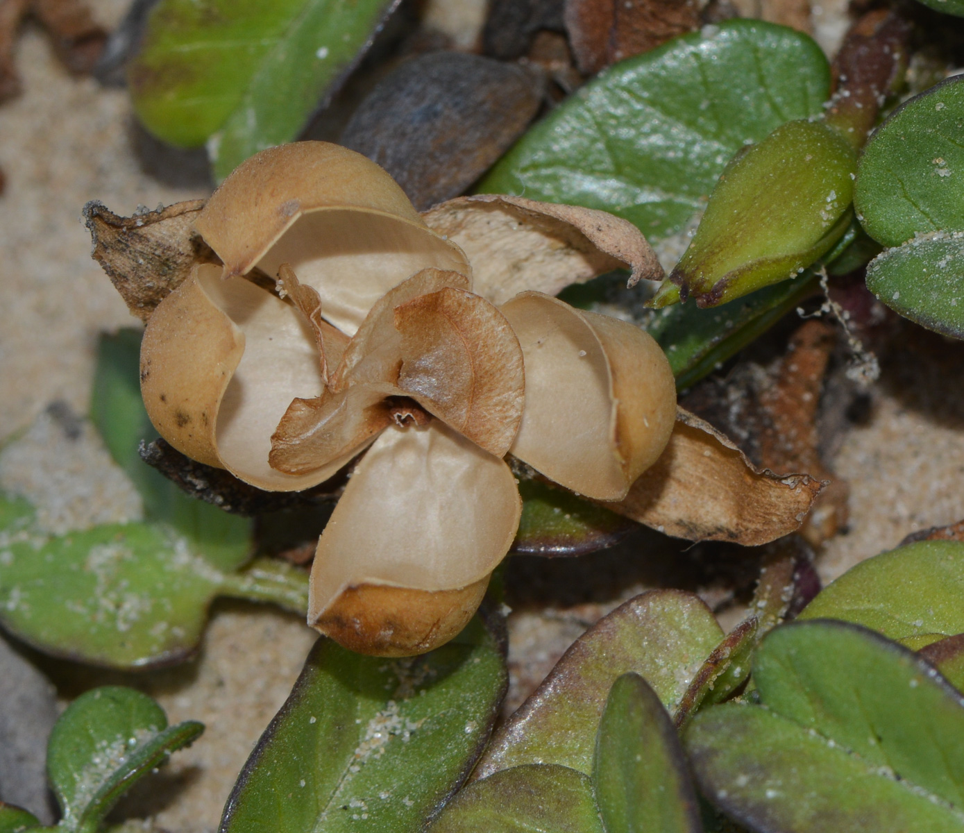 Image of Ipomoea imperati specimen.