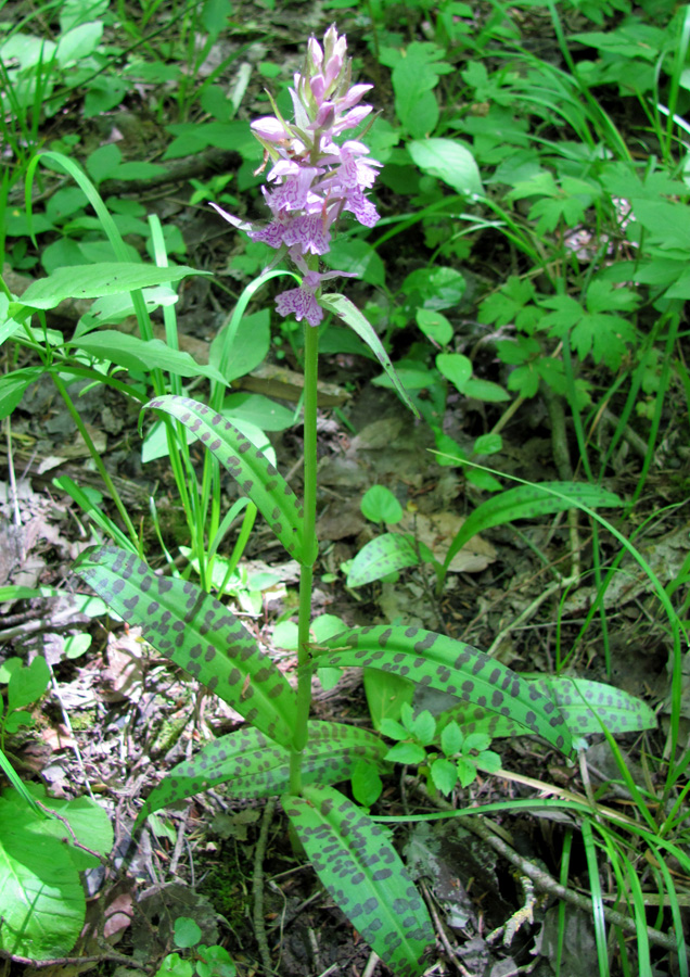 Image of Dactylorhiza urvilleana specimen.