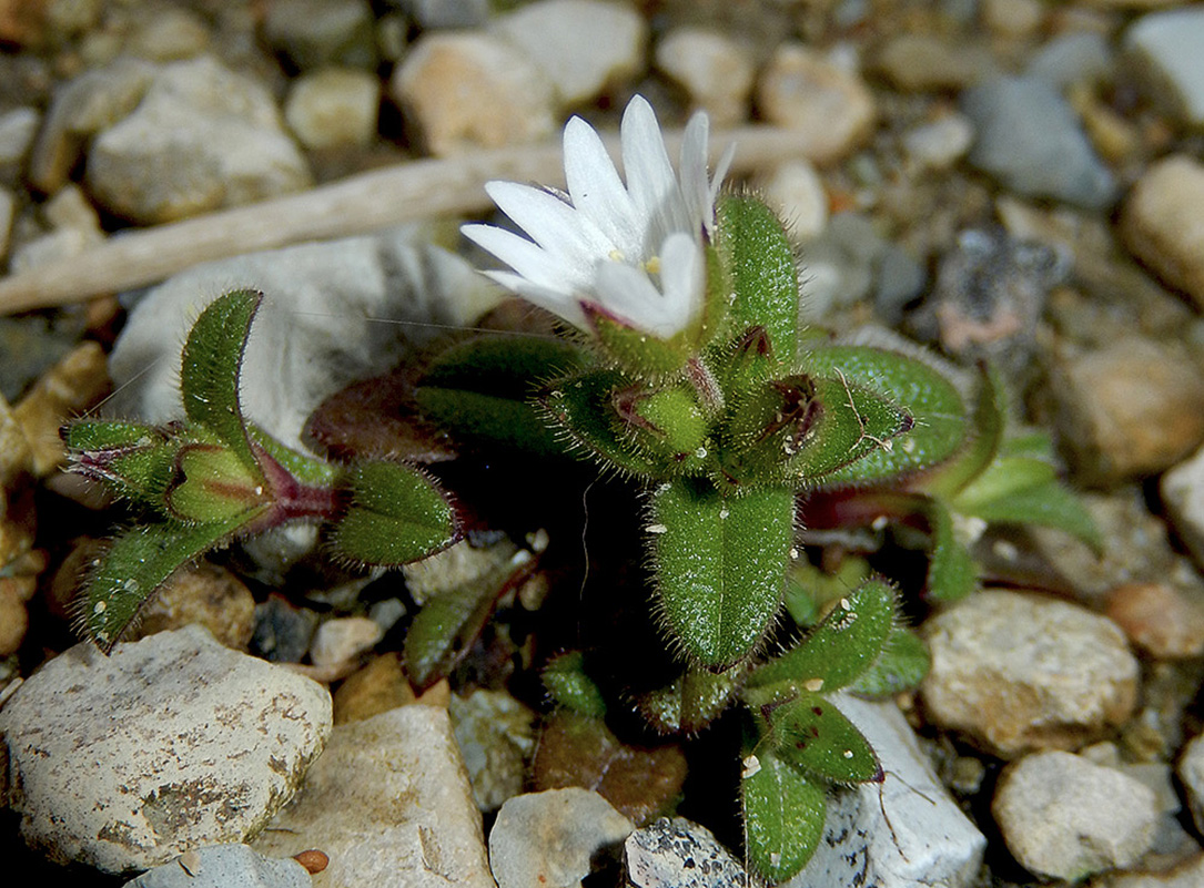 Image of Cerastium pumilum specimen.