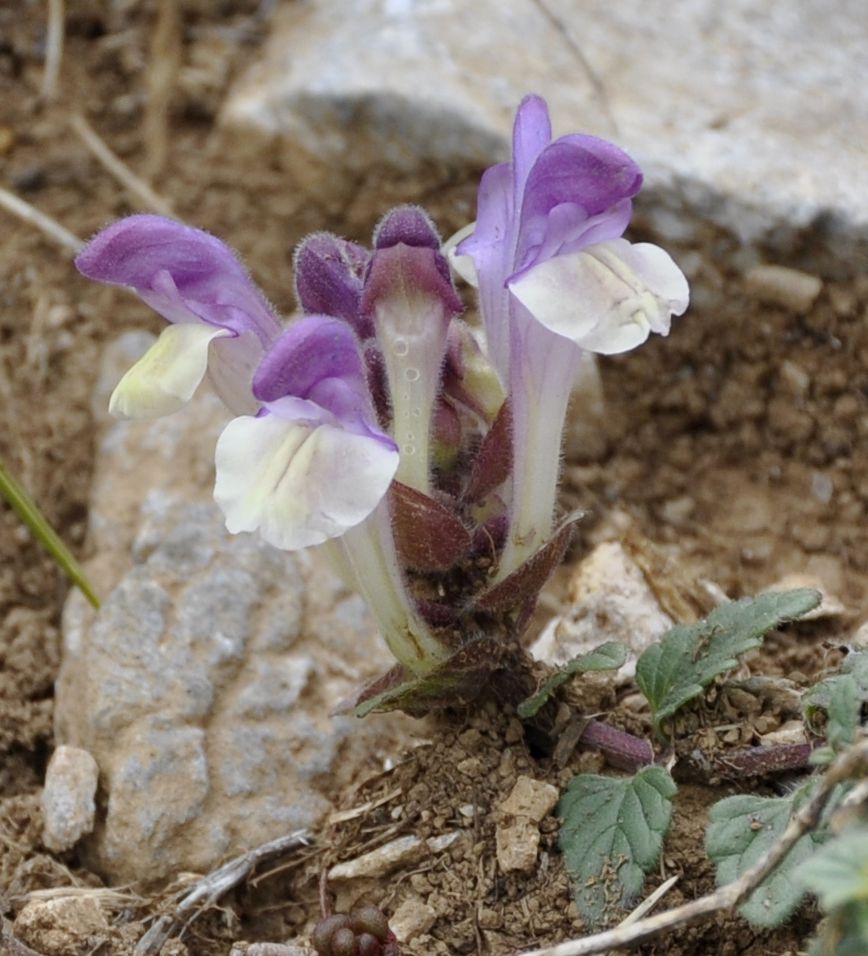 Изображение особи Scutellaria alpina.